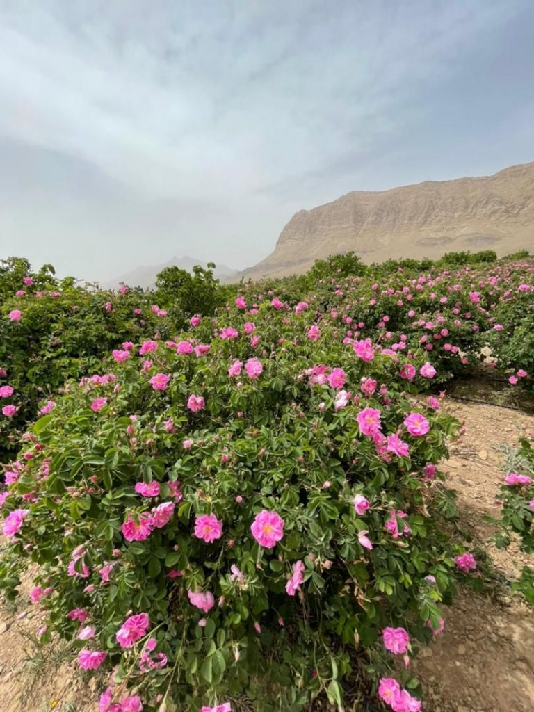 مزرعه 14-روستای ویدوجا،-سایت خاتون فارم